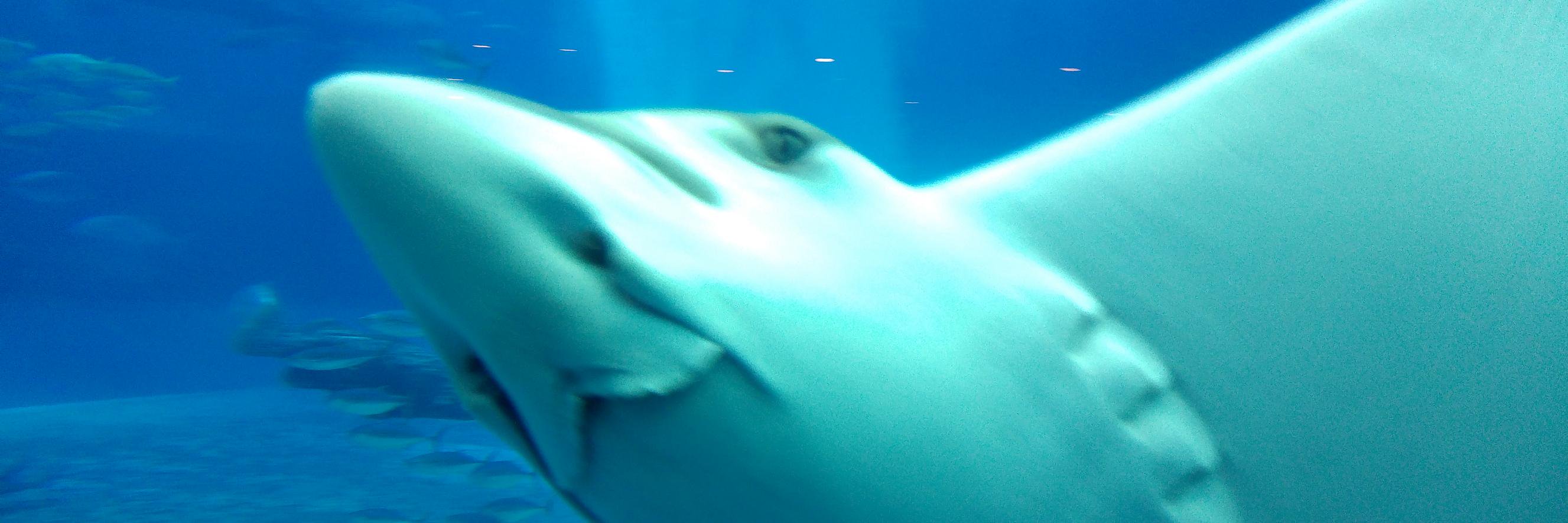 Bee 🫒🌼✨ banner