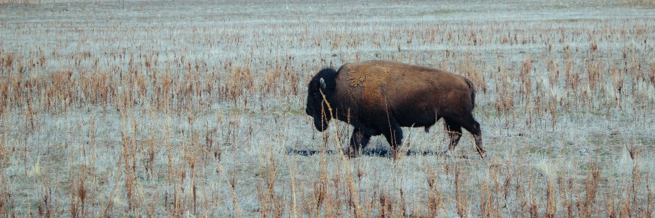 SCI Foundation banner