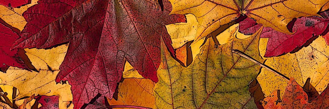 aaleesaavedra's profile banner image