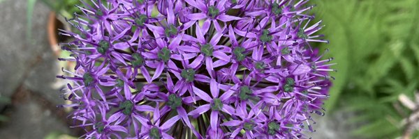 LesleyCryer Profile Banner