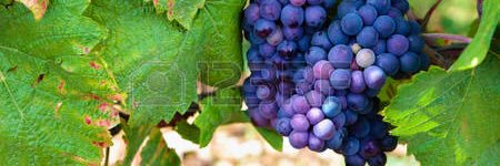 Crafts_Vines's profile banner image