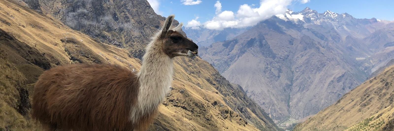 Chris Speakman banner