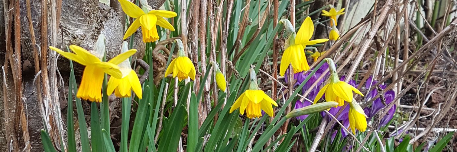 amanda deaves banner