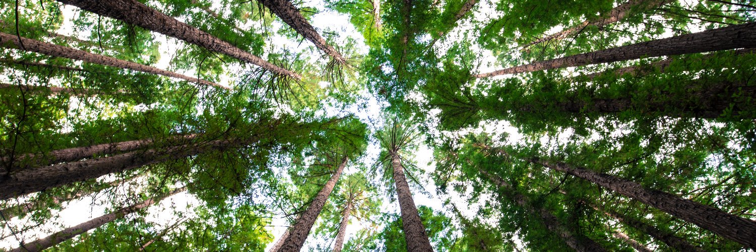 Consulting Arborists banner