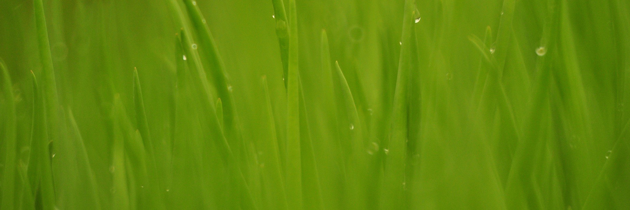 Eric Kuo banner