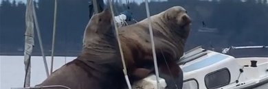 La Gouz 🍉🍉🍉 / ☕⏳ / 🤘🦶 banner