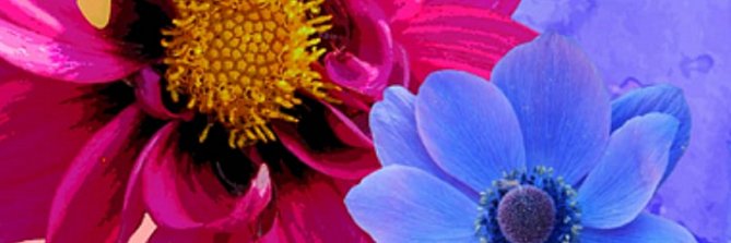 nenaqueiroga's profile banner image