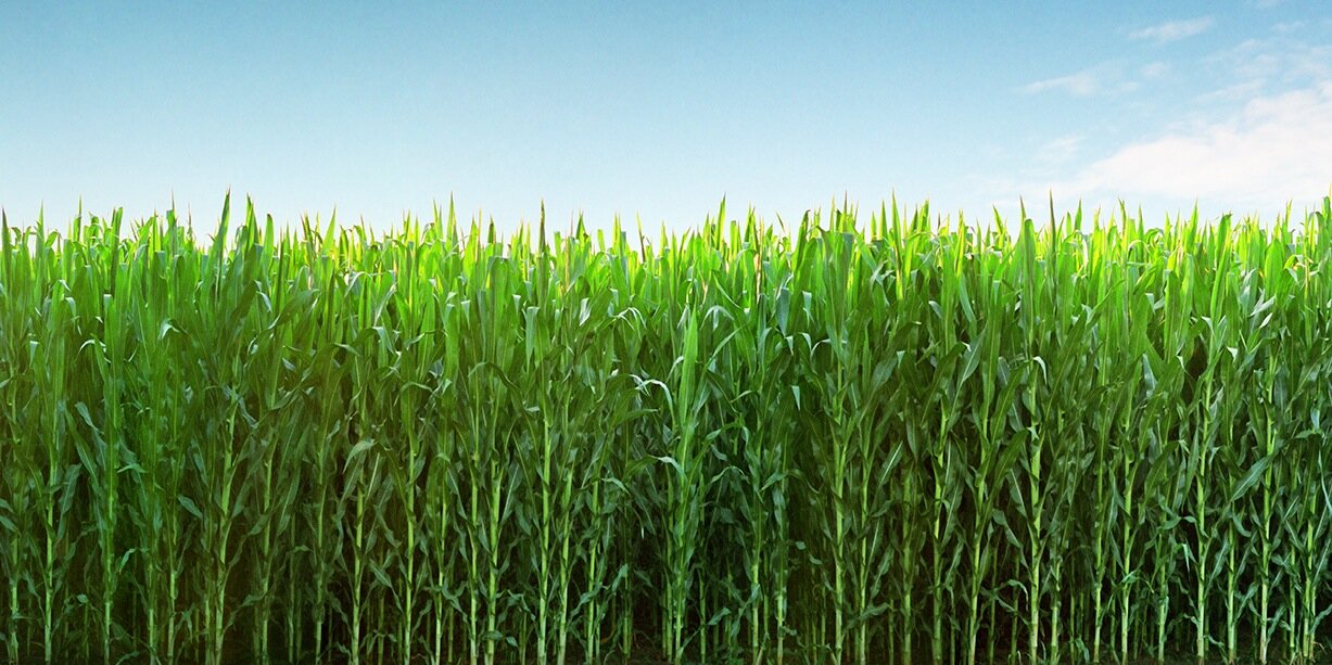 Casey Hettinger banner