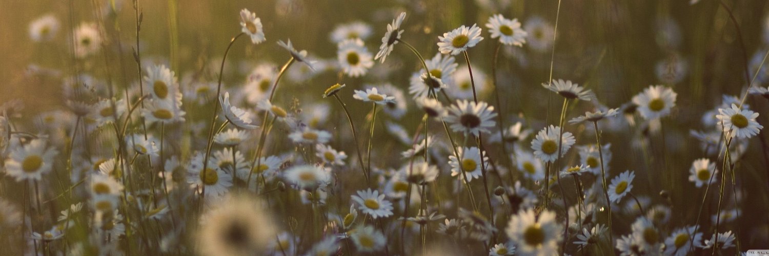 Ladybugbr's profile banner image