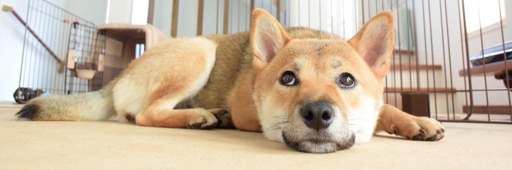 DeckHASHIMOTO's profile banner image