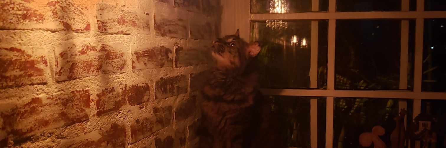 Val Maier🇧🇷🇧🇷🇧🇷🇧🇷🇧🇷🇧🇷 banner