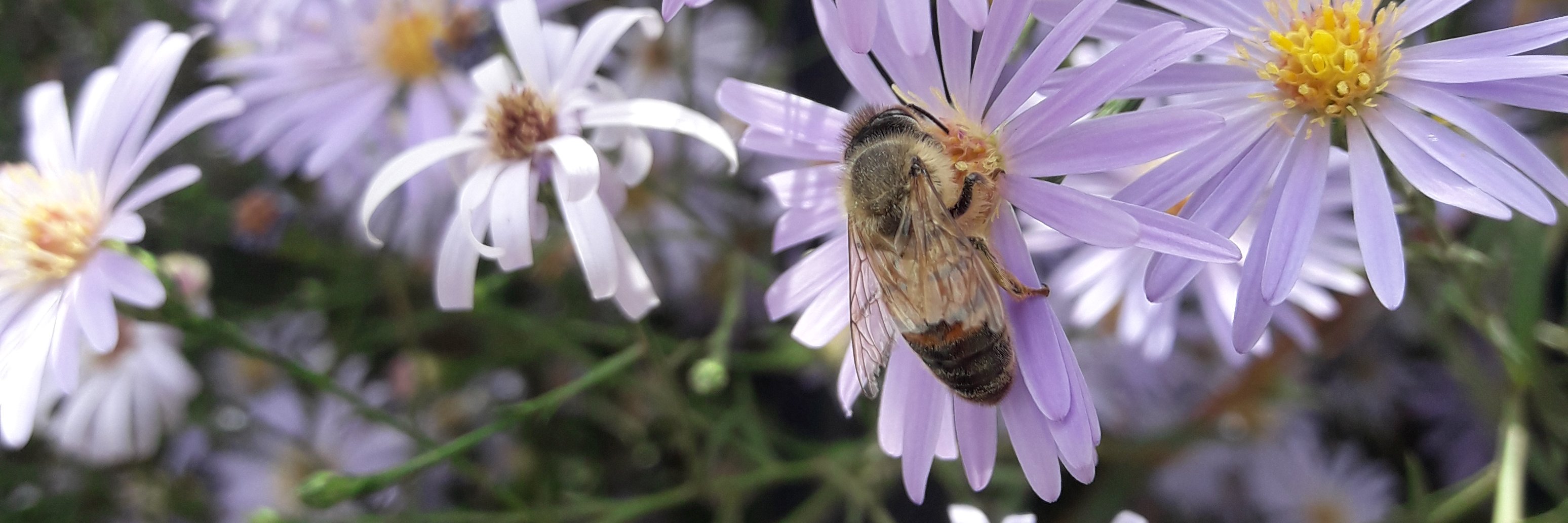 Cony 🦋 - 🌷 banner