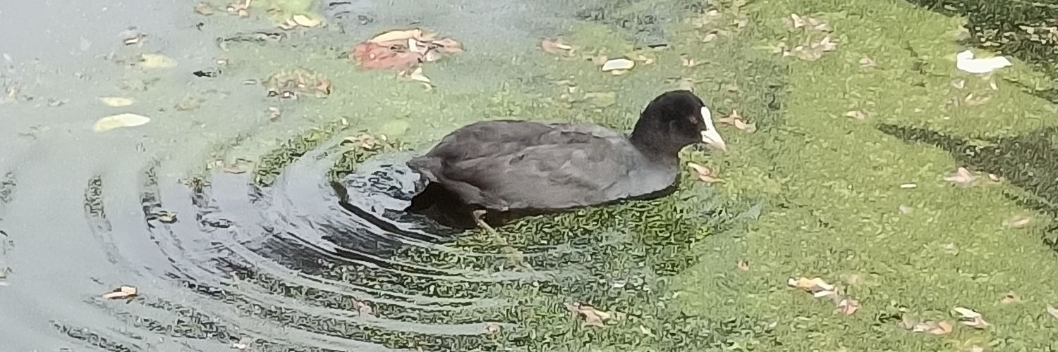 Alice, lesbian pup ╺⃝⃤ 🐺🏳️‍⚧️ banner