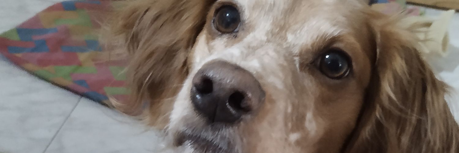 MalviCastillo_'s profile banner image