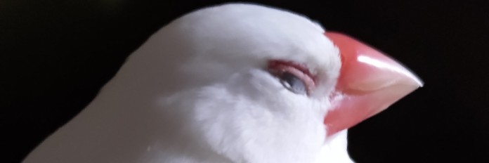 mow_mou's profile banner image