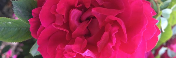 pabs_art Profile Banner