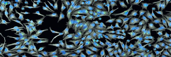 RodriguezMDNCI Profile Banner