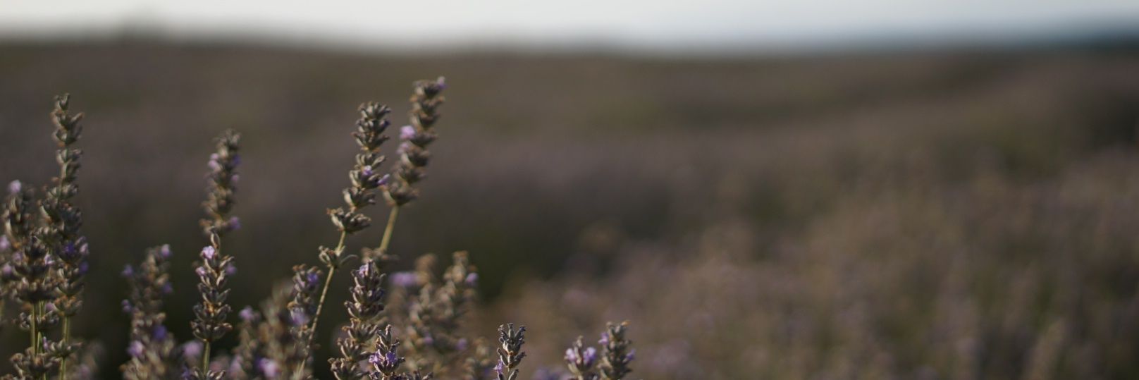 YolandaBRZ's profile banner image