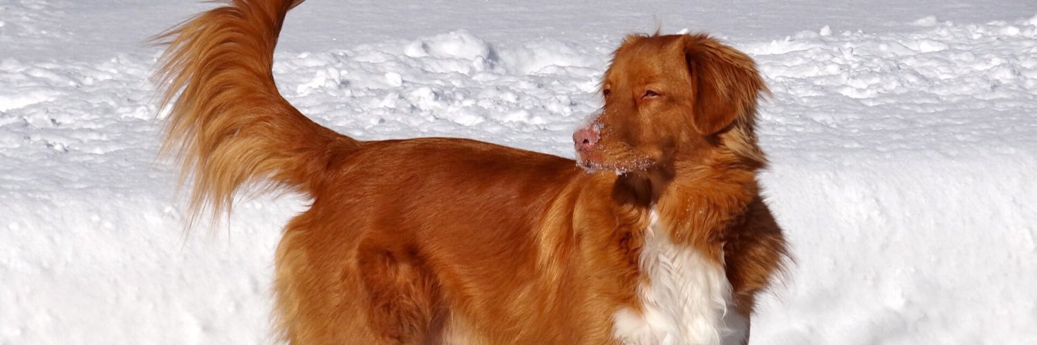 Berman Firsties banner