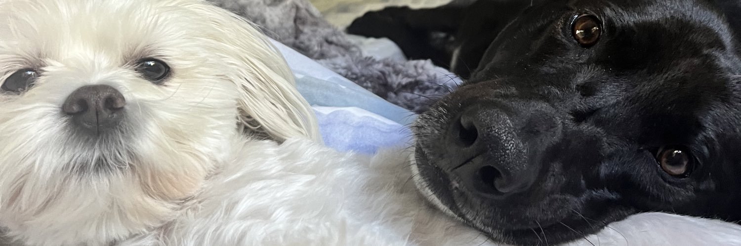 Madison Rumowicz banner