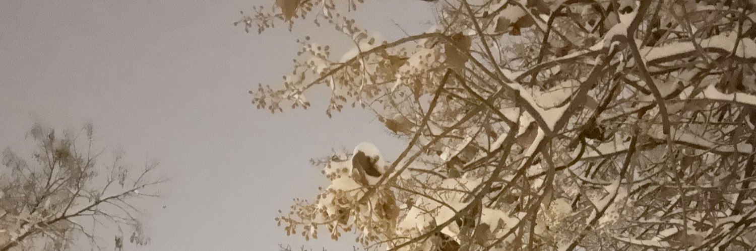 bestebellii's profile banner image
