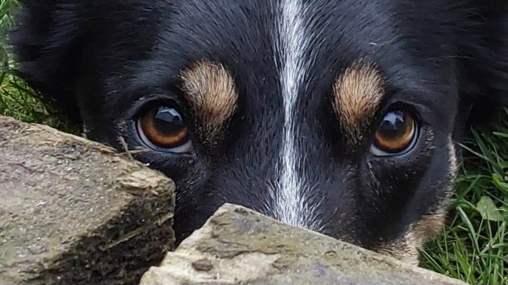 Shelby🙋‍♀️&Tess🐶🐾🐾💙 banner
