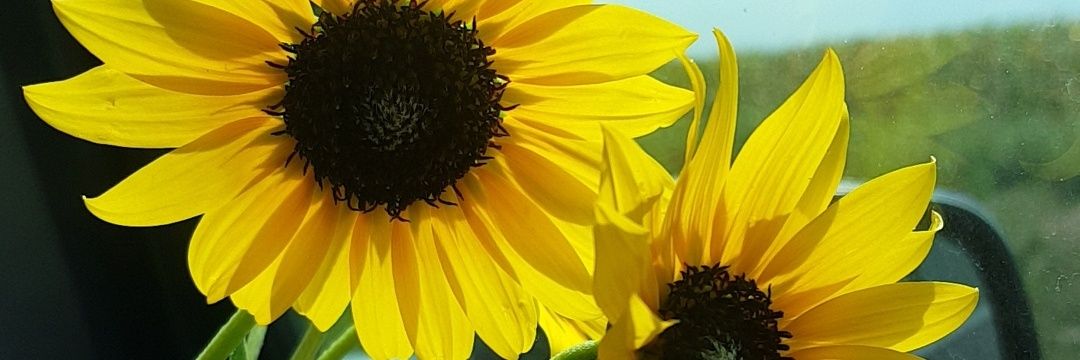 __SteffM's profile banner image