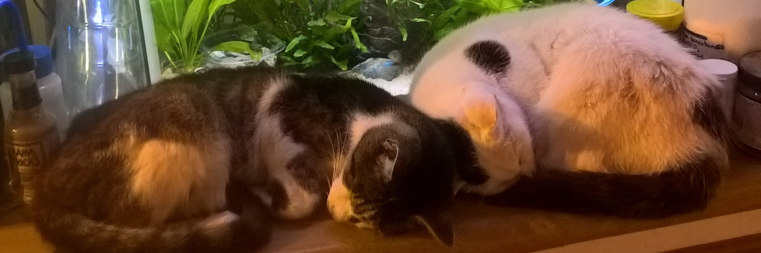 Lynn Fern 🇬🇧🏴󠁧󠁢󠁷󠁬󠁳󠁿🏴󠁧󠁢󠁳󠁣󠁴󠁿🇺🇦🌻 banner