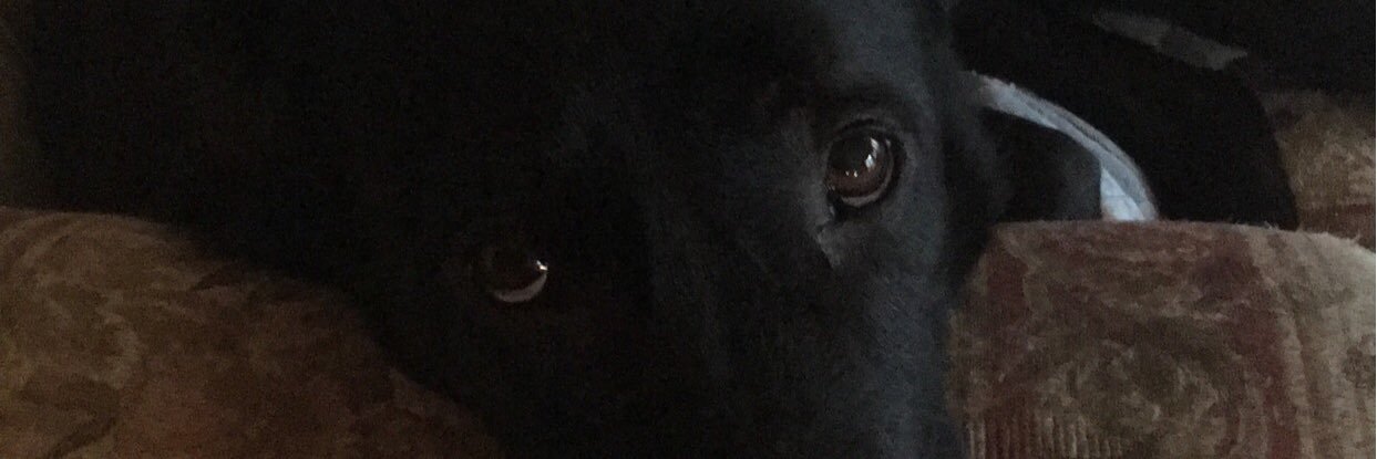 jshimko22's profile banner image