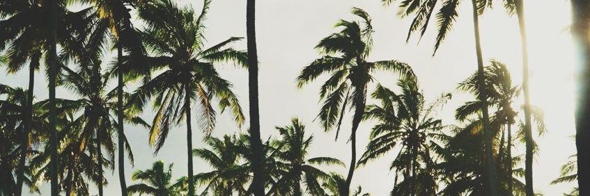 flaaviai's profile banner image