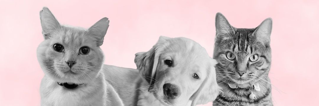 maria_delisa's profile banner image