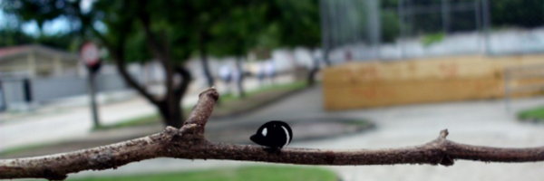 marimpepper Profile Banner