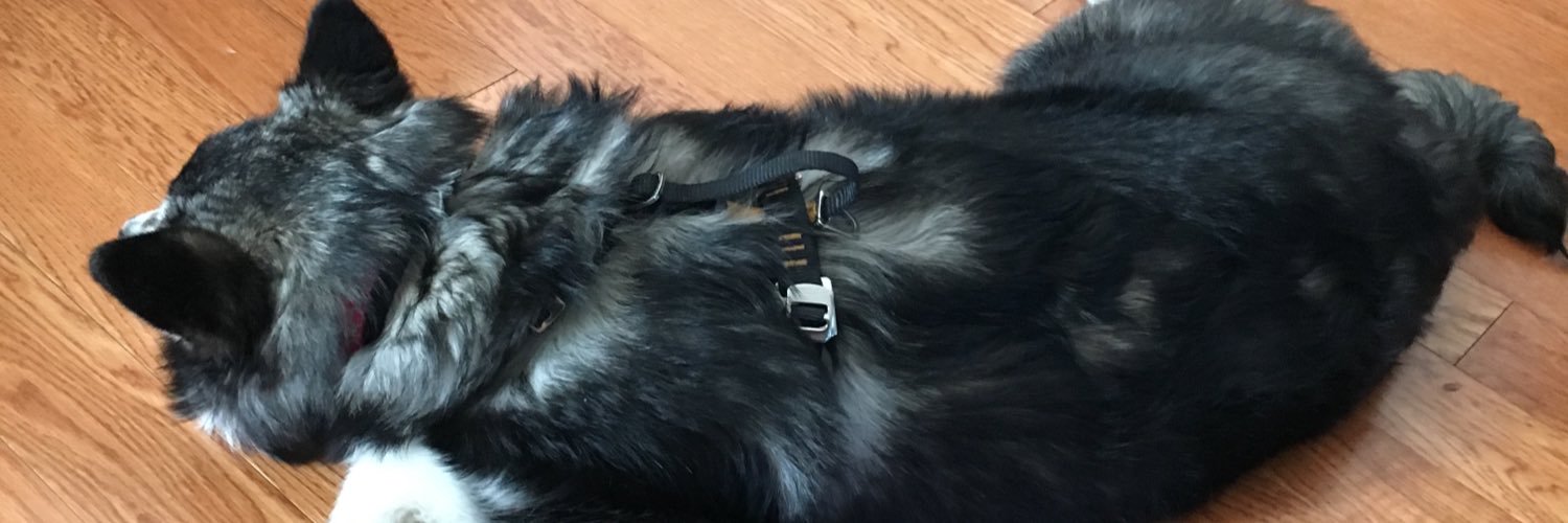Misia_Pomsky's profile banner image