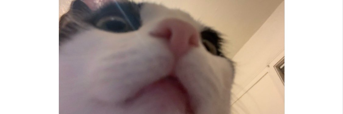 preserved_lemon's profile banner image