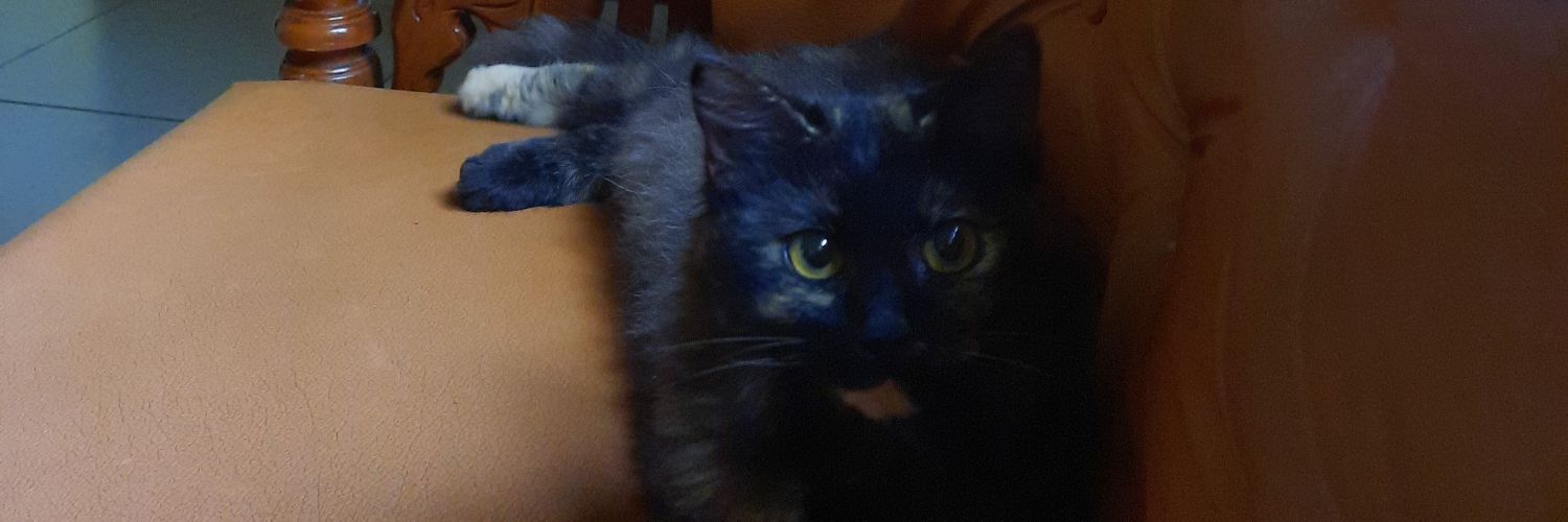 Qurrotay's profile banner image