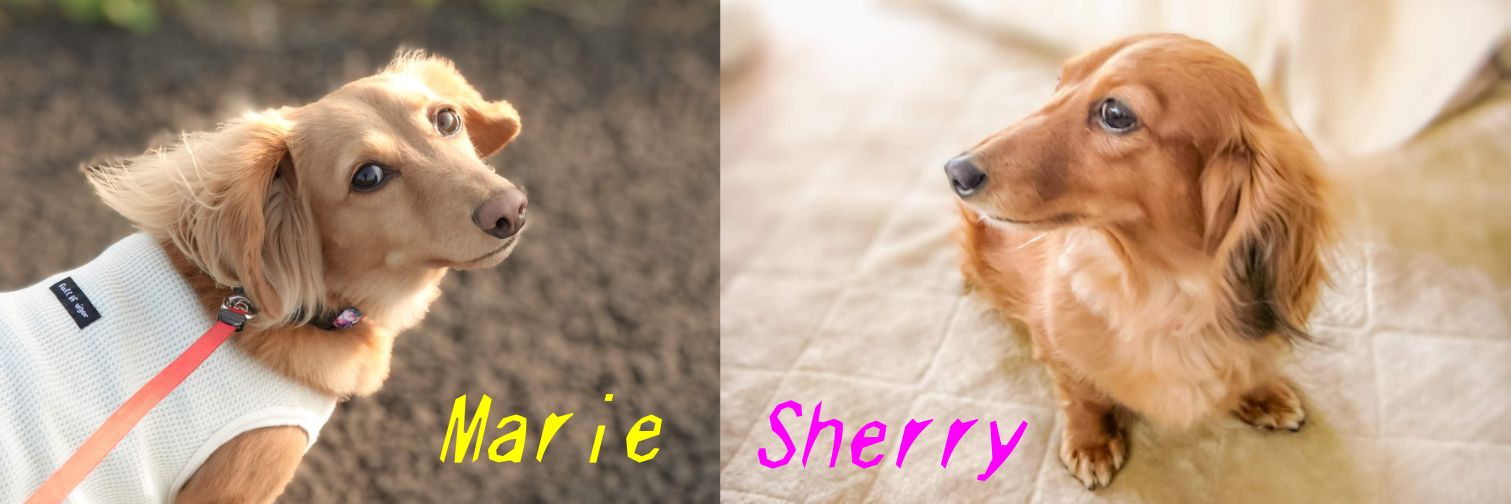 sherryspapa's profile banner image