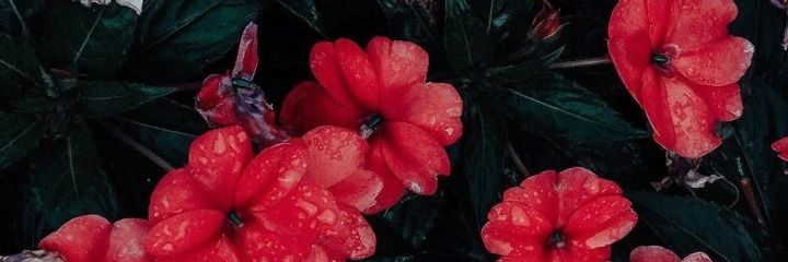 JenniCep's profile banner image