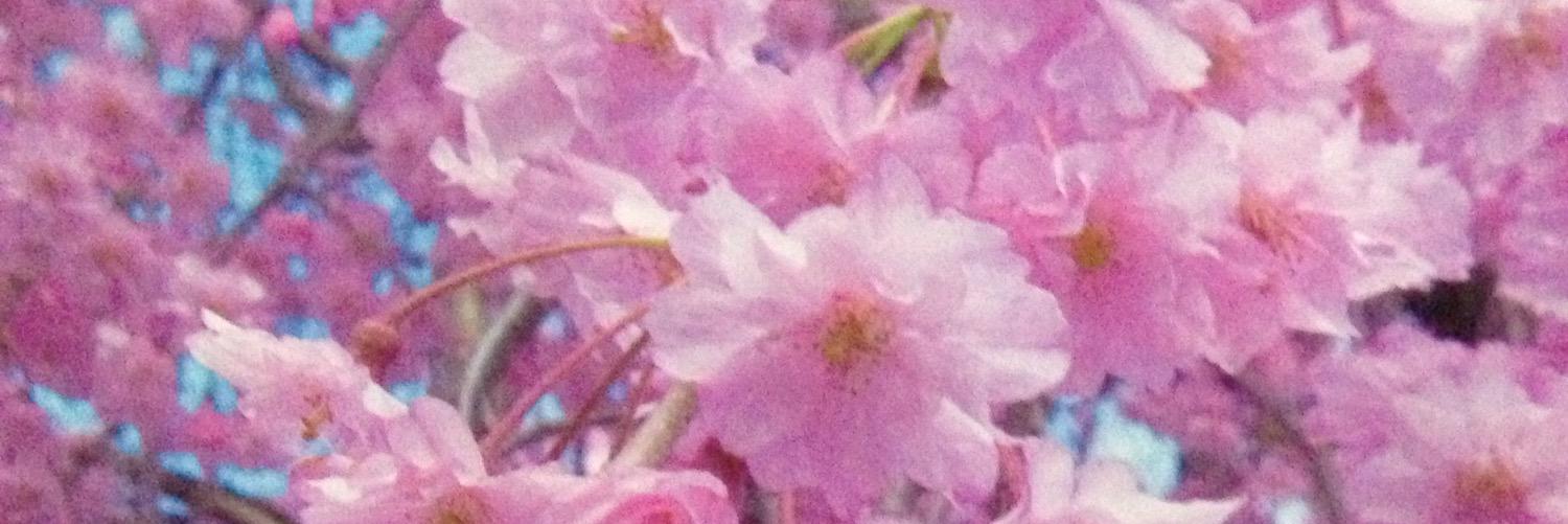 Koyasuko7's profile banner image