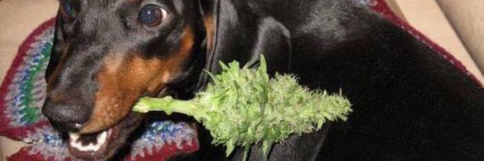 PwankPatrol's profile banner image