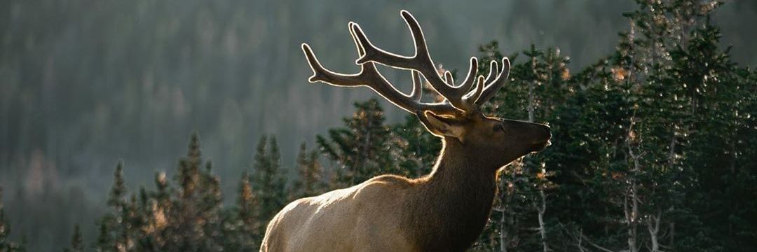 ElkHunter_7's profile banner image