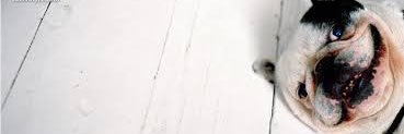 TheDailyChewToy's profile banner image