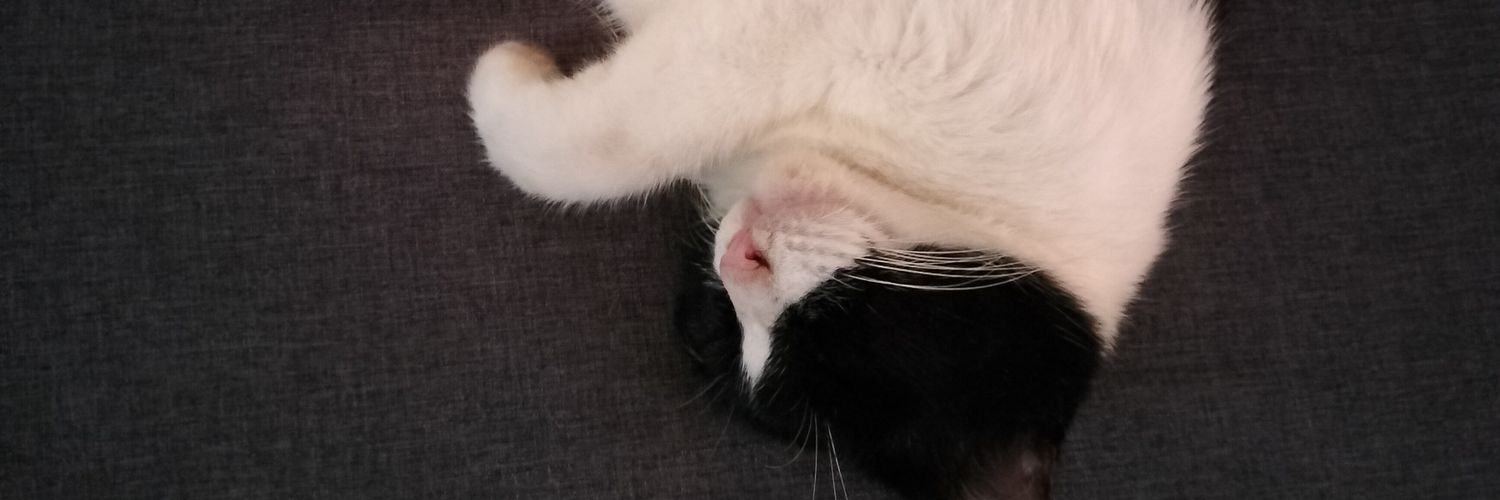 AbbruzziAnna's profile banner image