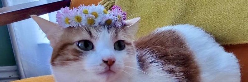 bradeenwalders's profile banner image