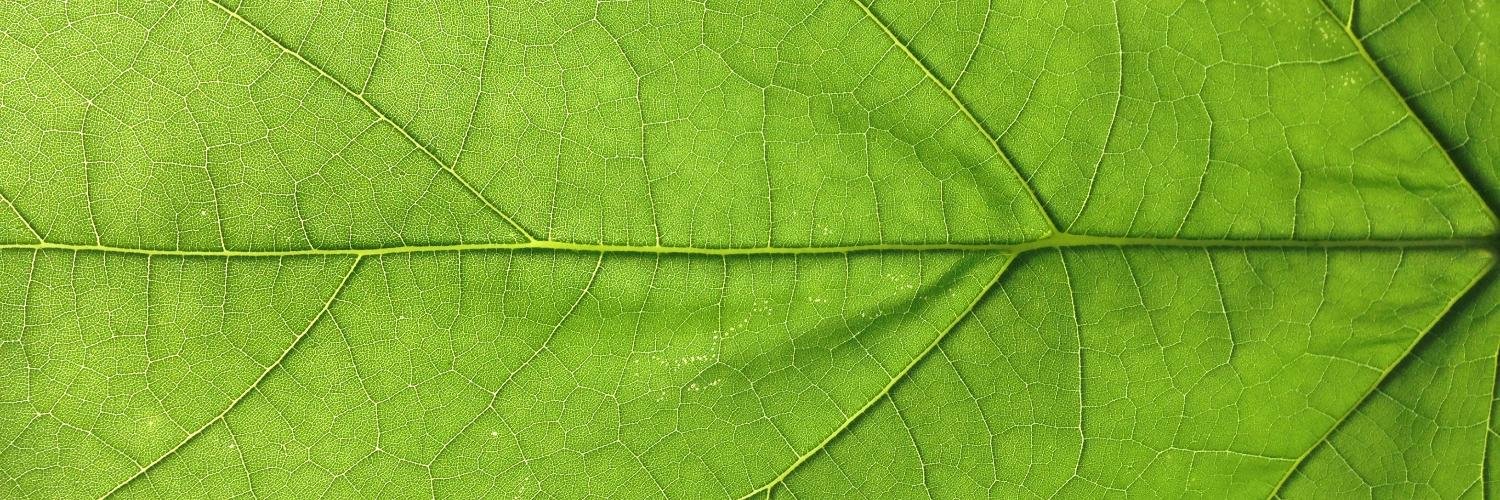 allnaturalvines's profile banner image