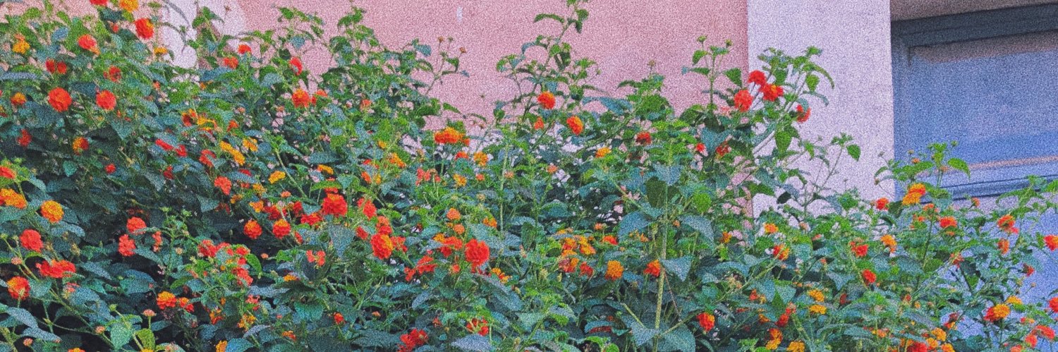 peytonachos's profile banner image
