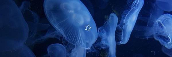 jellyfish Profile Banner