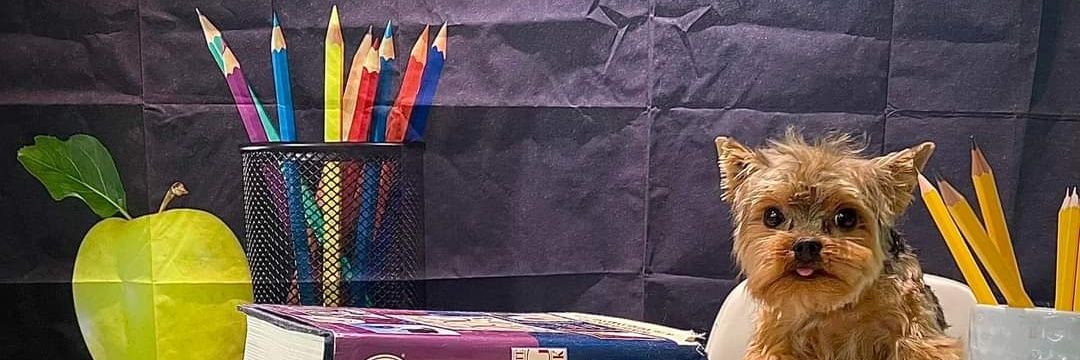 grade3withMrsH's profile banner image