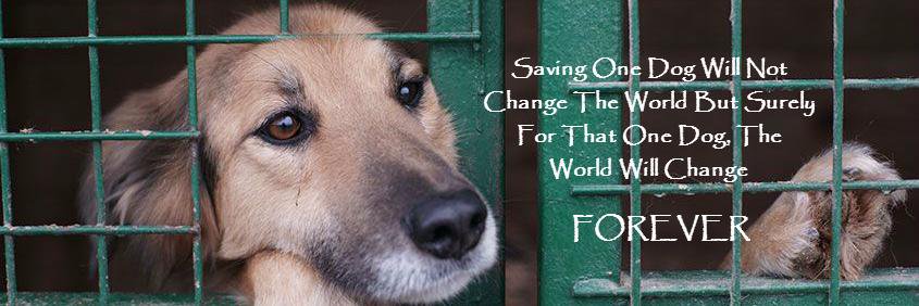 Adopt A Dog ME banner