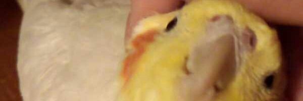 ren__vanilla's profile banner image