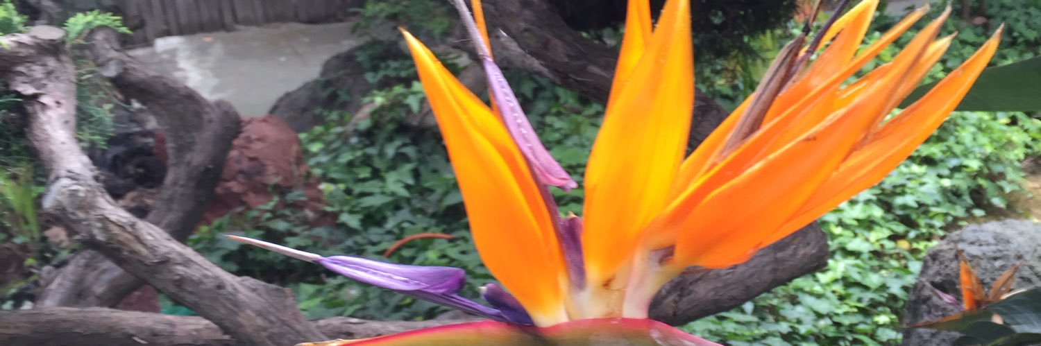 JescieF's profile banner image